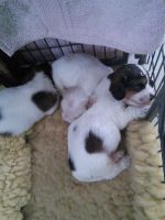 Grand Basset Griffon Vendeen Puppies for sale in Atlanta, GA, USA. price: $275