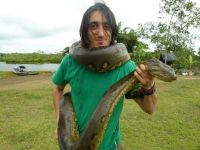 Grass Snake Reptiles Photos