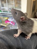 Gray-Headed Thicket Rat Rodents for sale in Grapevine, TX, USA. price: $10
