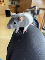 Gray-Headed Thicket Rat Rodents Photos