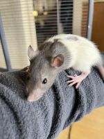 Gray-Headed Thicket Rat Rodents Photos