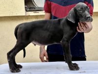 Great Dane Puppies for sale in Bengaluru, Karnataka, India. price: 30000 INR