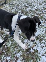 Beautiful Great Dane very sweet must sell because my son is allergic.