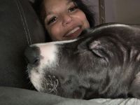 Beautiful Great Dane very sweet must sell because my son is allergic.