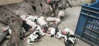 Great Dane Puppies for sale in Vellore, Tamil Nadu, India. price: 15,000 INR
