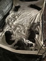 Excellent protection and guard puppies