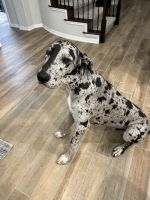 Great Dane (Blue Merle)