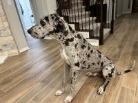 Great Dane (Blue Merle)