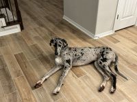 Great Dane (Blue Merle)