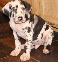 Great Dane Puppies for sale in Richmond, VA, USA. price: $700