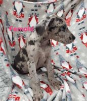 Great Dane Puppies for sale in San Francisco, CA, USA. price: $800