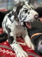 Great Dane Puppies for sale in El Paso, TX, USA. price: $1,500
