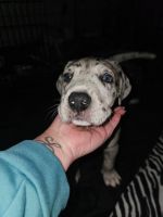 Great Dane Puppies for sale in Washington, DC, USA. price: $900