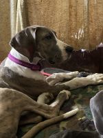 Great Dane Puppies for sale in Cleveland, OH, USA. price: $1,500