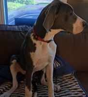 Great Dane Puppies for sale in Rochester, NY, USA. price: $500