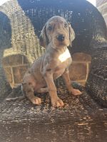 Great Dane Puppies for sale in Beaver Springs, PA 17812, USA. price: $1,400