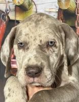 Purebred Female Fawn Great Dane puppy