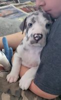 Great Dane Puppies for sale in Menifee, CA, USA. price: $1,400