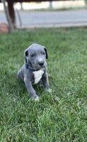 Great Dane Puppies for sale in Big Bear, CA 92314, USA. price: $800