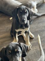 AKC TAN POINT GREAT DANE PUPPIES
