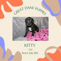 Great Dane Puppies for sale in Watertown, NY 13601, USA. price: $800