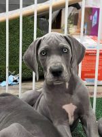 Great Dane