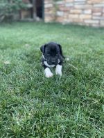 Great Dane Puppies for sale in Big Bear Lake, CA, USA. price: $500