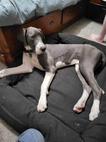 Blue Mantle Great Dane