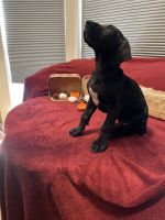 Full AKC Great Dane Puppies