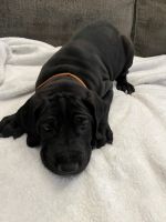 Great Dane Puppies for sale in Belleville, Illinois. price: $500