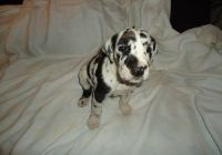 Great Dane Puppies for sale in Greenville, South Carolina. price: $550