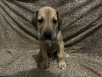 Great Dane Puppies for sale in Cumberland, Maryland. price: $2,000