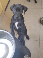 Great Dane Puppies for sale in Madera, California. price: $500
