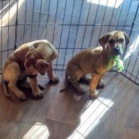Great Dane Puppies for sale in Knoxville, Tennessee. price: $800