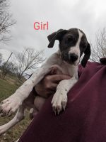 Great Dane Puppies for sale in Lebanon, Kentucky. price: $300