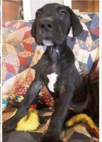Great Dane Puppies for sale in Oklahoma City, Oklahoma. price: $400