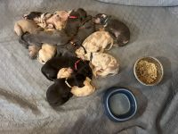 Great Dane Puppies for sale in Sharpsville, Indiana. price: $1,500