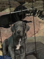 Great Dane Puppies for sale in Chester, New York. price: $2,000