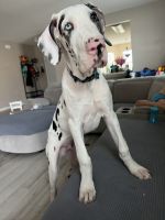 Great Dane Puppies for sale in Winter Haven, Florida. price: $1,800