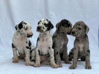 Great Dane Puppies Photos