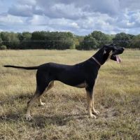 Great Dane Puppies for sale in Sheridan, Texas. price: $500
