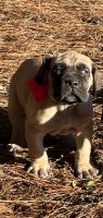 Great Dane Puppies for sale in Laurens, SC 29360, USA. price: $200,000