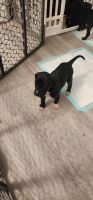 Great Dane Puppies for sale in Egg Harbor Township, New Jersey. price: $1,200