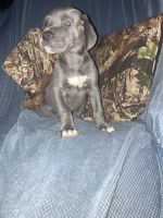 Great Dane Puppies for sale in Prospect, Pennsylvania. price: $800