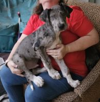 Great Dane Puppies for sale in Beverly Hills, Florida. price: $50,000