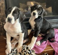Great Dane Puppies for sale in Centralia, Illinois. price: $1,500