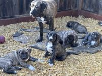 Great Dane Puppies for sale in Los Altos, California. price: $750