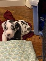Great Dane Puppies for sale in West Fork, Arkansas. price: $2,000