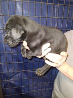 Great Dane Puppies for sale in Brazil, Indiana. price: $500