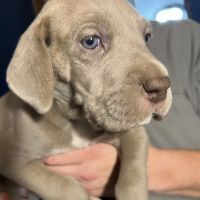 Great Dane Puppies for sale in Gibson, GA 30810, USA. price: $1,800